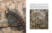 Doppelseite-101 Schwammspinner Lymantria dispar - Eichen-Prozessspinner Thaumetopoea processionea