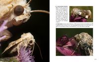 Doppelseite-106 Ockerfarbene Quendeleule Eremobia ochroleuca - Malveneule Acontia lucida