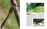 Doppelseite-119 Blaufl&uuml;gel-Prachtlibelle Calopteryx virgo - Gemeine Smaragdlibelle Cordulia aenea