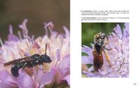 Doppelseite-131 Keulenbiene Ceratina cyanea - Knautien-Sandbiene Andrena hattorfiana