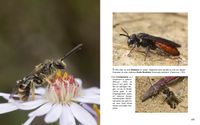 Doppelseite-132 Gro&szlig;e Blutbiene Sphecodes albilabris - Furchenbiene Lasioglossum pallens