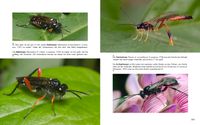 Doppelseite-149 Blattwespe Macrophya punctumalbum - Blattwespe Macrophya rufipes - Sichelwespe Therion circumflexum - Ichneumon eumerus