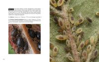 Doppelseite-65 Blattlaus Anoecia corni - Schwarze Sauerkirschblattlaus Myzus cerasi