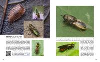 Doppelseite-80 Waffenfliege Odontomyia angulata - Chloromyia formosa - Oplodontha viridula