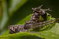 Astkrabbenspinne Tmarus Piger Thomisidae Araneae Spider Spinne 11 1000px