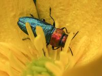 Bl&uuml;tenprachtk&auml;fer Anthaxia nitidula Prachtk&auml;fer Buprestidae K&auml;fer Coleoptera 1000px