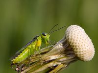 Blattwespe Rhogogaster viridis - Tenthredinidae Sawfly Insect 1 1000px