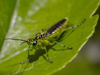 Blattwespe Rhogogaster viridis - Tenthredinidae Sawfly Insect 2 1000px