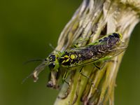 Blattwespe Rhogogaster viridis - Tenthredinidae Sawfly Insect 3 1000px