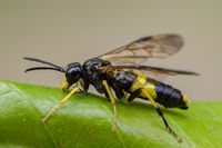 Blattwespe Tenthredo temula - Thenthredininae Sawfly Insect
