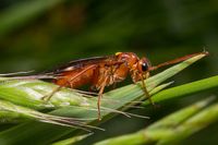 Blattwespe Tenthredopsis nassata - Tenthredinidae Echte Blattwespen Sawfly Insect 1 1000px