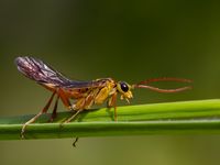 Blattwespe Tenthredopsis sordida - Tenthredinidae Echte Blattwespen Sawfly Insect 1 1000px