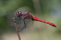 Blutrote Heidelibelle Sympetrum sanguineum Libellulidae Ruddy darter dragonfly insect insekt Libelle 1000px