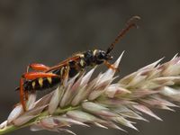 Braunr&ouml;tlicher Spitzdeckenbock Stenopterus rufus Cerambycinae Bockk&auml;fer Cerambycidae Beetle K&auml;fer 1 1000px