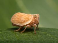 K&auml;ferzikade Agalmatium bilobum Hemiptera Issidae Hysteropterinae cicada 1000px