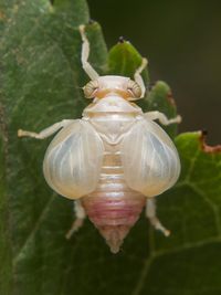 K&auml;ferzikade Agalmatium cf bilobum Hemiptera Issidae Hysteropterinae cicada H&auml;utung