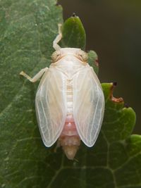 K&auml;ferzikade Agalmatium cf bilobum Hemiptera Issidae Hysteropterinae cicada H&auml;utung 2 1000px