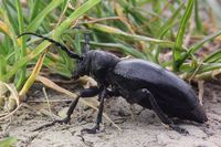 Schwarzer Erdbock Carinatodorcadion aethiops Bockk&auml;fer K&auml;fer Beetle 2 1000px