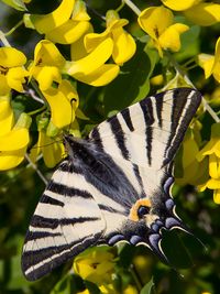 Segelfalter Iphiclides podalirius Ritterfalter Papilionidae Schmetterling Lepidoptera Insect Falter