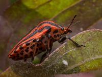 Streifenwanze Graphosoma lineatum - Podopinae Pentatomidae Heteroptera insect 1000px