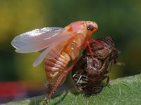 Zikade H&auml;utung Zwergzikade Cicadellidae Insect Insekt cicada 1000px